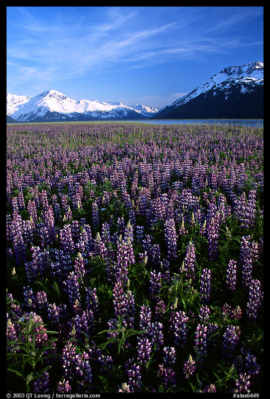 Lupine and mountains near Portage. Alaska, USA