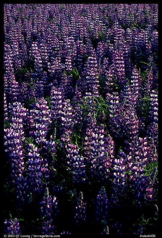 Thick growing lupine. Alaska, USA