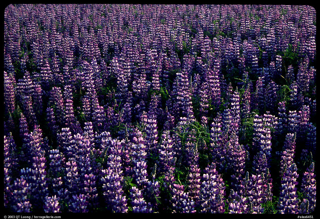 Thick growing lupine. Alaska, USA