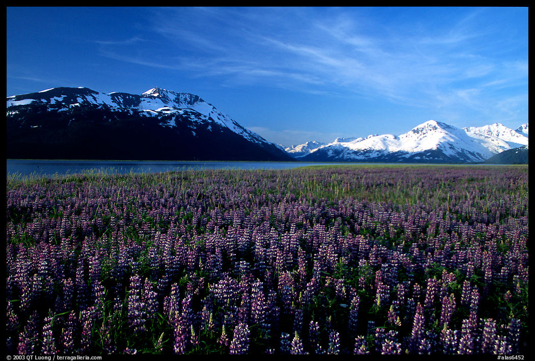 Lupine and mountains near Portage. Alaska, USA