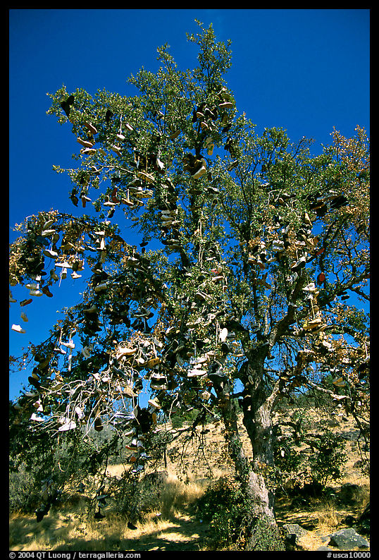 Shoe tree. California, USA