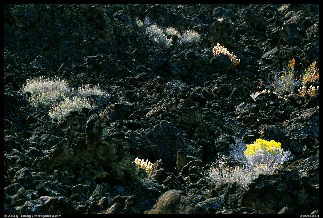 Sage and black lava, Lava Beds National Monument. California, USA