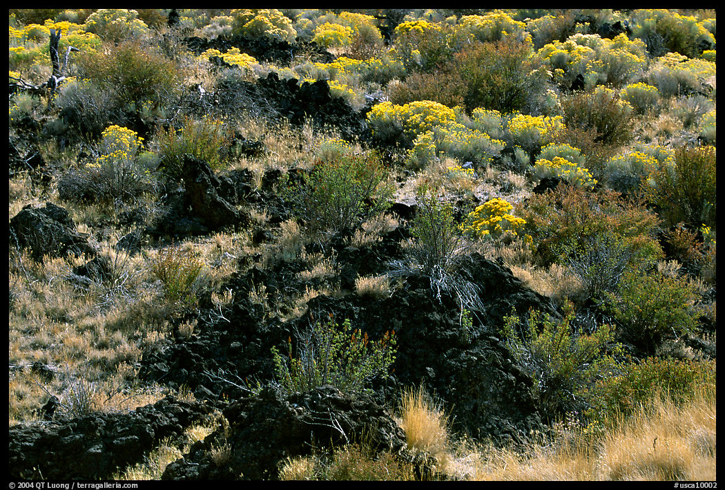 Yellow sage flowers and lava, Lava Beds National Monument. California, USA