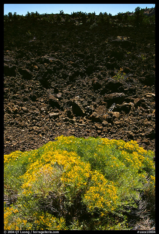 Sage and slope covered with lava, Lava Beds National Monument. California, USA