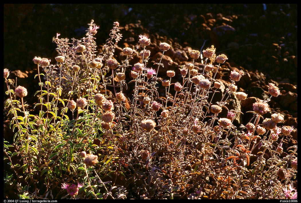 Flowers,  Lava Beds National Monument. California, USA