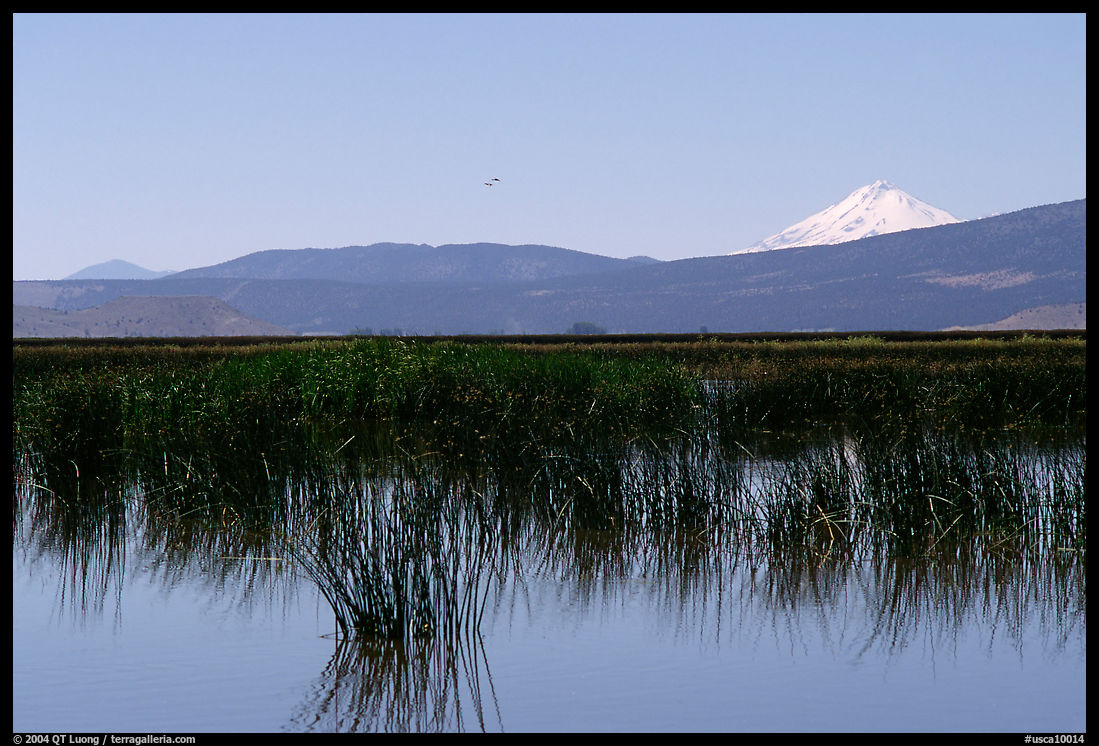 Mt Shasta seen from a marsh in the North. California, USA