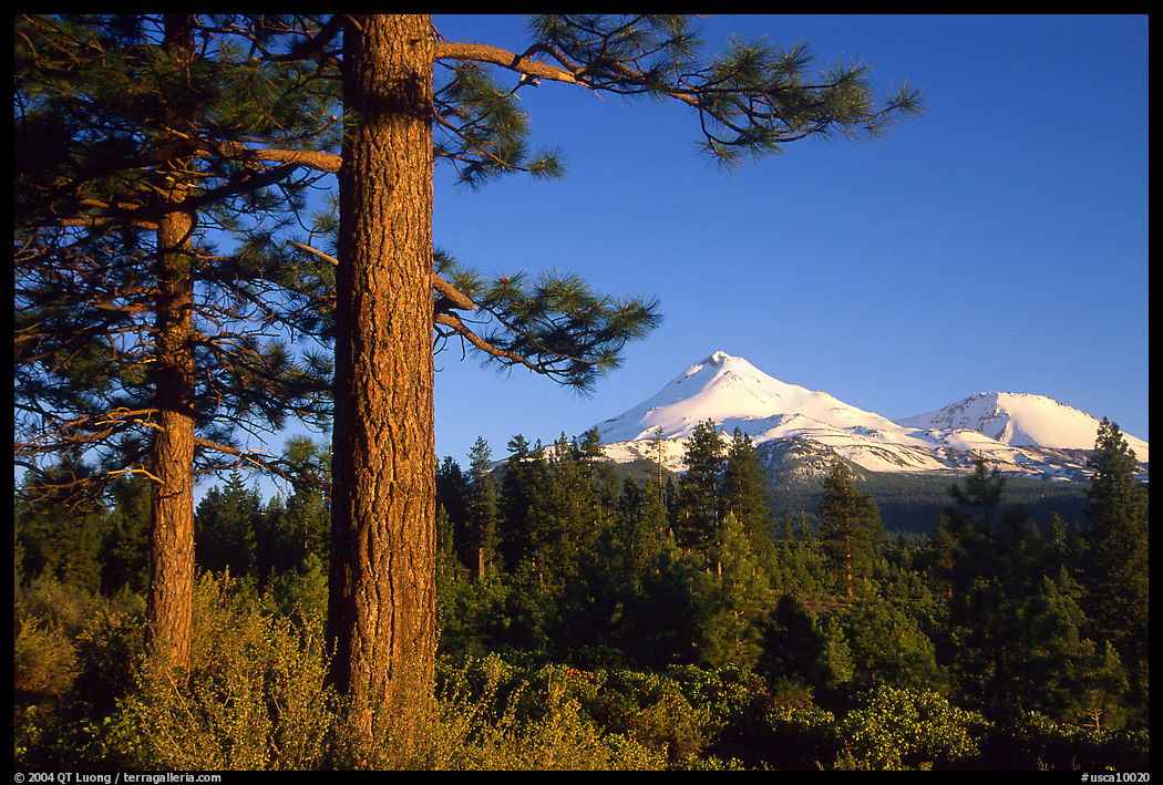 Pines and Mt Shasta seen from the North, late afteroon. California, USA