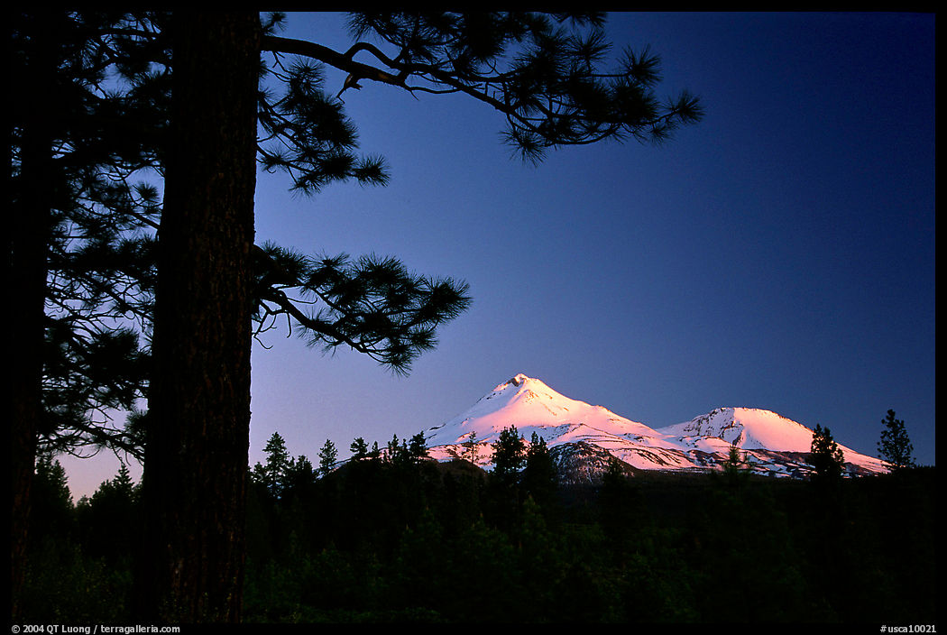 Pines and Mt Shasta seen from the North, sunset. California, USA