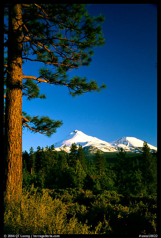 Pines and Mt Shasta seen from the North, late afteroon. California, USA