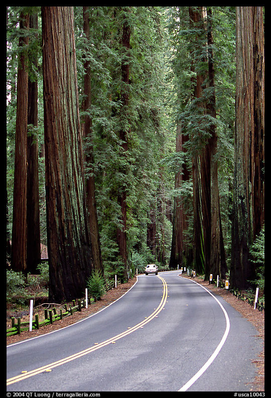 Car on road amongst tall redwood trees, Richardson Grove State Park. California, USA