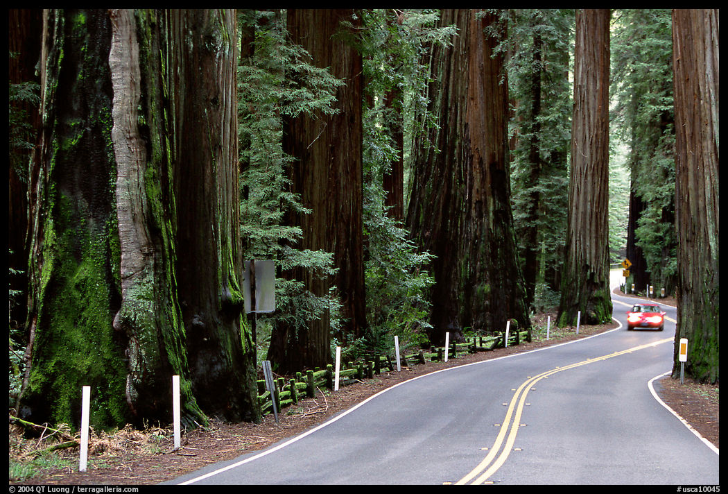 Car on road in redwood forest, Richardson Grove State Park. California, USA