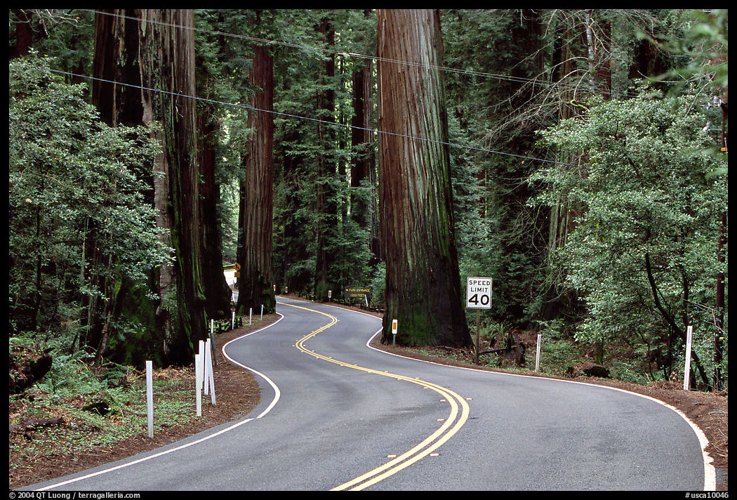Curving road in redwood forest, Richardson Grove State Park. California, USA