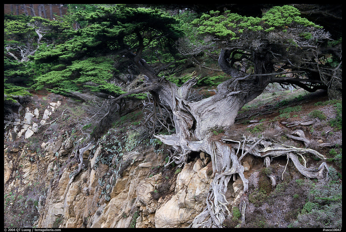 Old Veteran Cypress. Point Lobos State Preserve, California, USA