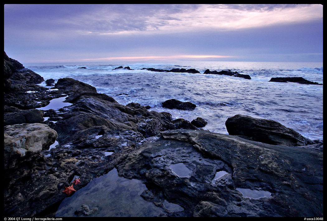 Tide pool with sea start at sunset, Weston Beach. Point Lobos State Preserve, California, USA