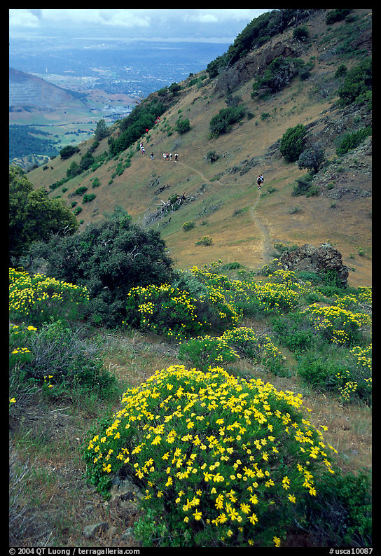 Bright yellow flowers and hikers in the background, Mt Diablo State Park. SF Bay area, California, USA