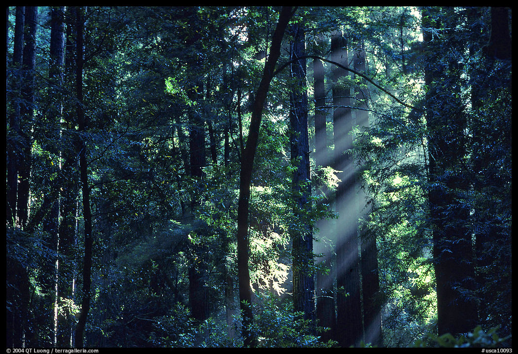 Muir Woods. SF Bay area, California, USA