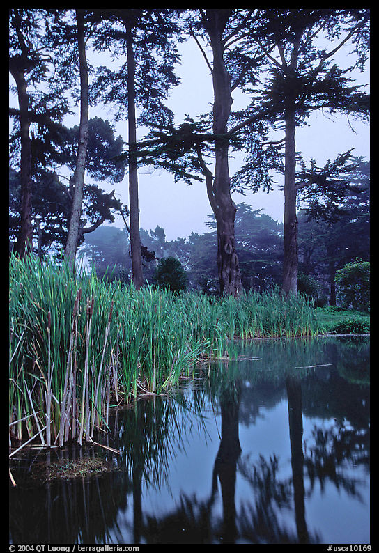 Pond, reeds, and pine trees. San Francisco, California, USA