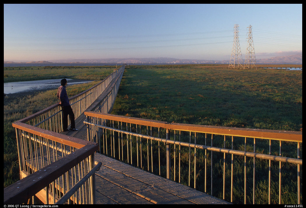 Man standing on boardwalk, Palo Alto Baylands. Palo Alto, SF Bay area, California, USA