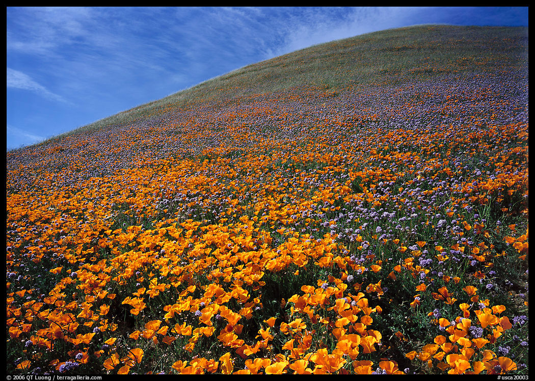 California Poppies, purple flowers,  and hill. Antelope Valley, California, USA