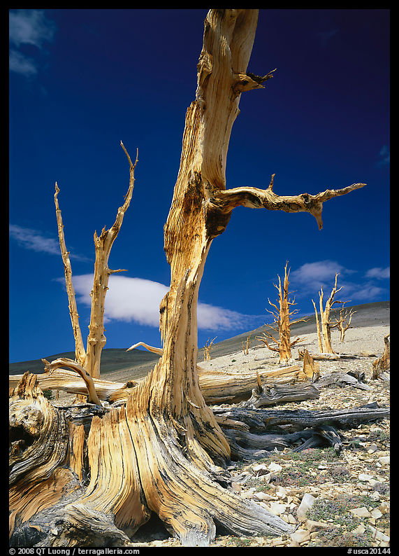 Dead standing Bristlecone pine trees,  White Mountains. California, USA