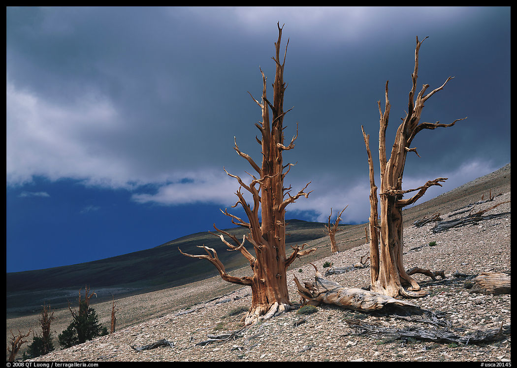 Dead Bristlecone pines on barren slopes with storm clouds, White Mountains. California, USA