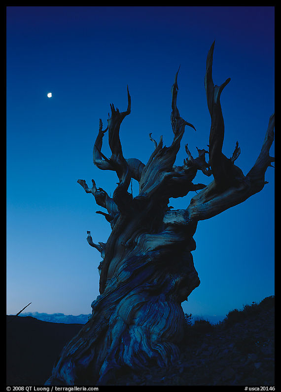 Gnarled Bristlecone Pine tree and moon at sunset, Schulman Grove. California, USA