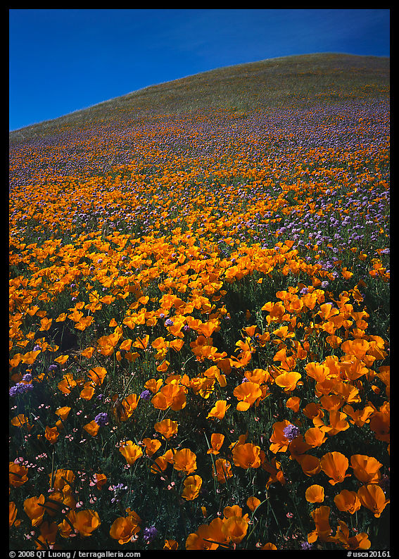 California Poppies and hill. Antelope Valley, California, USA