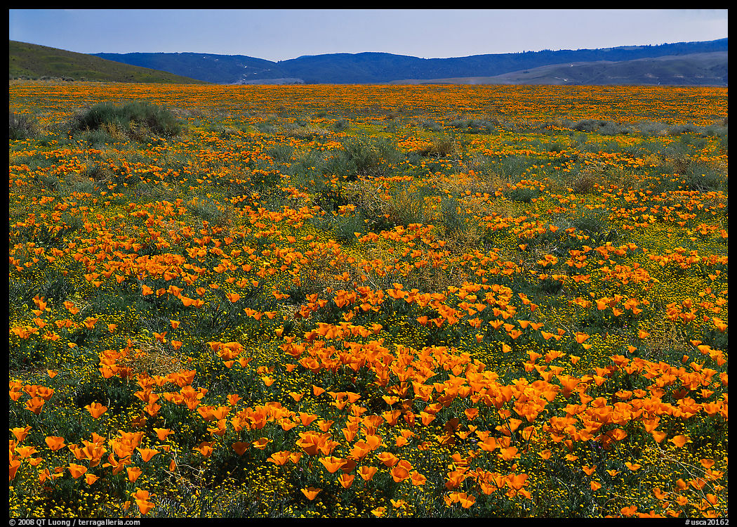 California Poppies and goldfields. Antelope Valley, California, USA