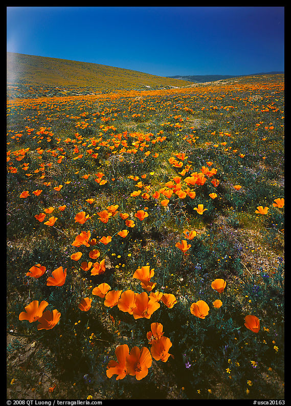 Bright orange California Poppies, hills W of the Preserve. Antelope Valley, California, USA