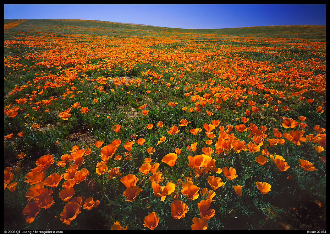 Field of bright orange California Poppies. Antelope Valley, California, USA