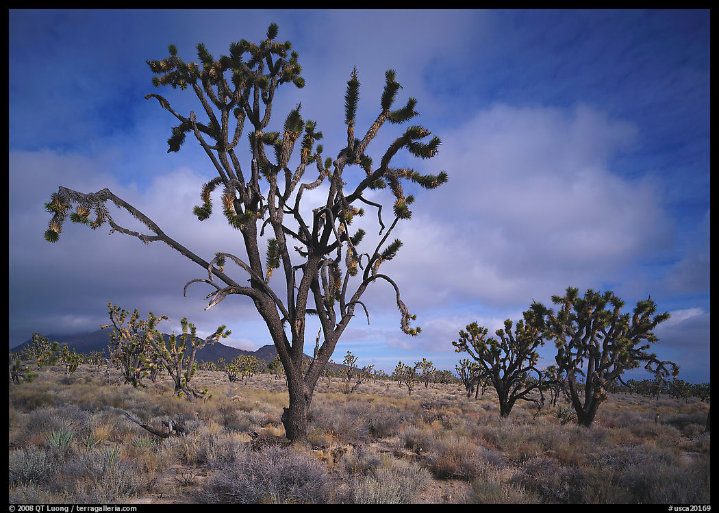 Joshua Trees. Mojave National Preserve, California, USA