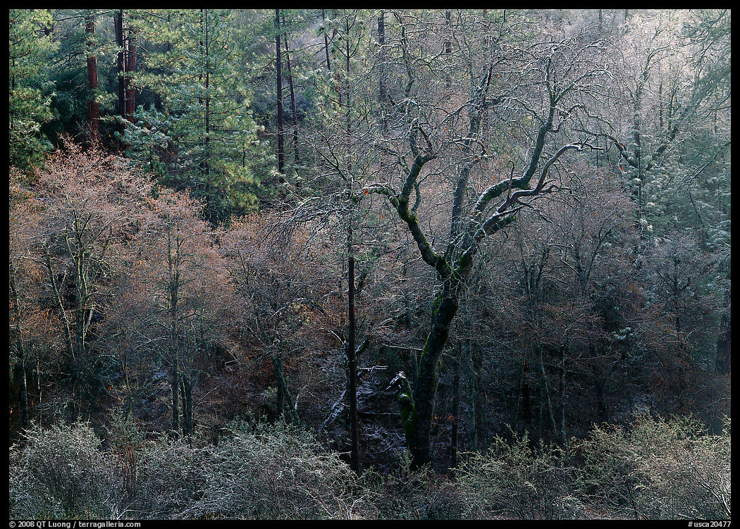 Bare trees with frost. California, USA