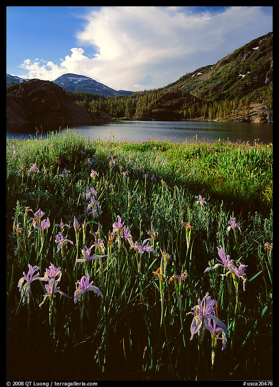 Irises and lake. California, USA