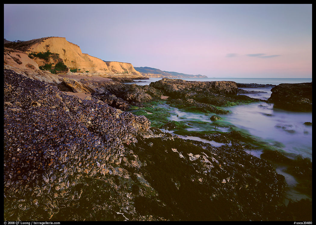 Mussels and Cliffs, Sculptured Beach, sunset. Point Reyes National Seashore, California, USA