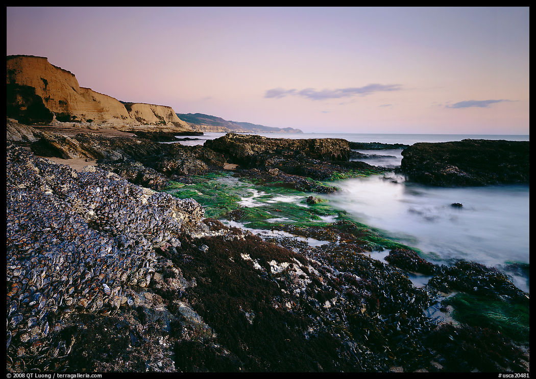 Mussel-covered rocks, seaweed and cliffs, sunset. Point Reyes National Seashore, California, USA