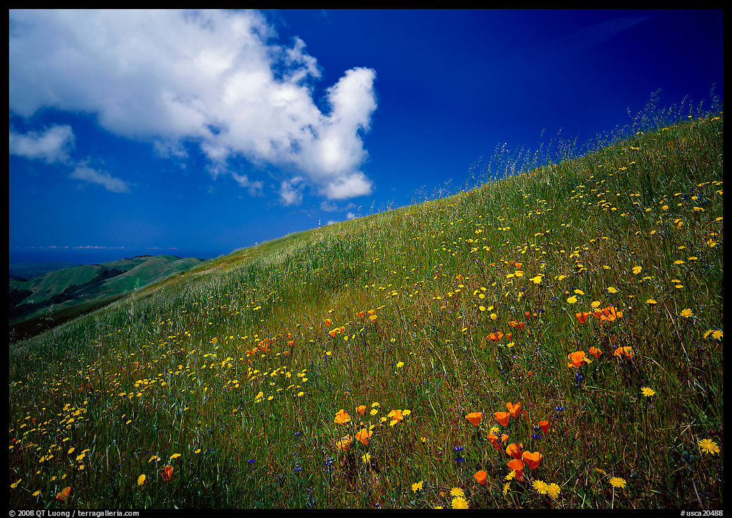 Hillside with wildflowers and cloud, Russian Ridge. Palo Alto, SF Bay area, California, USA