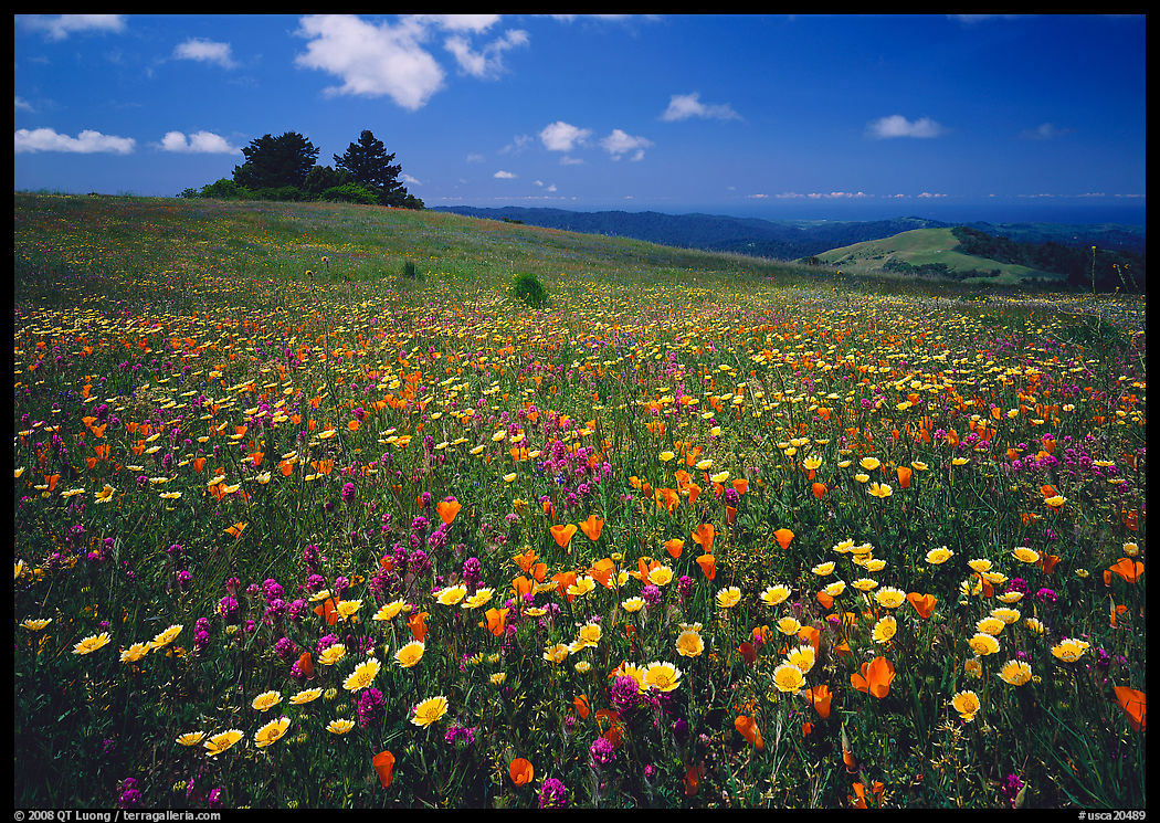 Wildflower carpet and tree cluster, Russian Ridge. Palo Alto, SF Bay area, California, USA