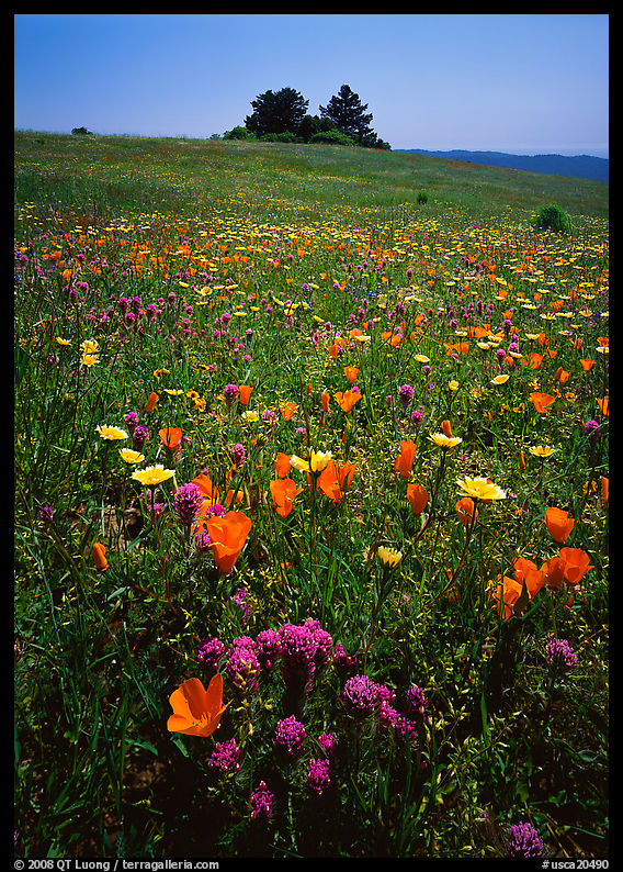 Meadows covered with wildflowers in the spring, Russian Ridge Open Space Preserve. Palo Alto, SF Bay area, California, USA