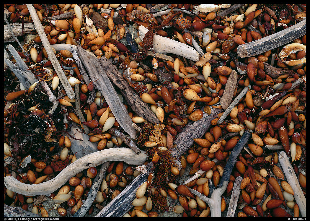 Dried kelp and driftwood, Carmel River State Beach. Carmel, California, USA