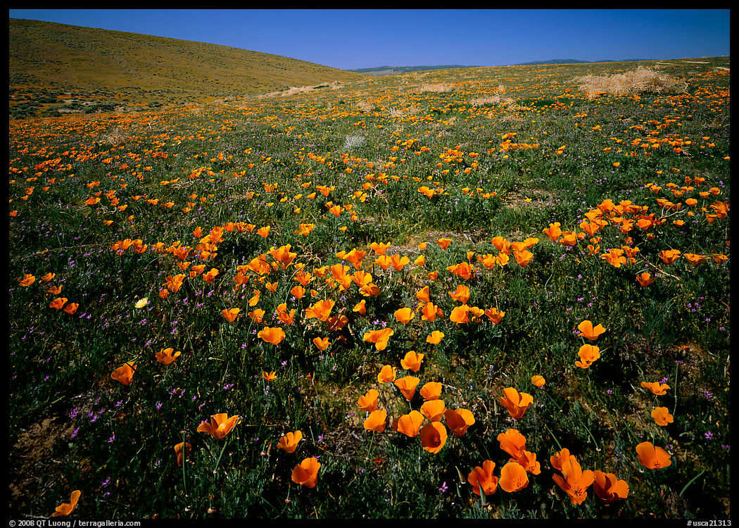 California Poppies, hills W of the Preserve. Antelope Valley, California, USA