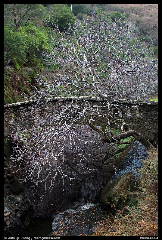 Stone bridge and bare tree,  Alum Rock Park. San Jose, California, USA