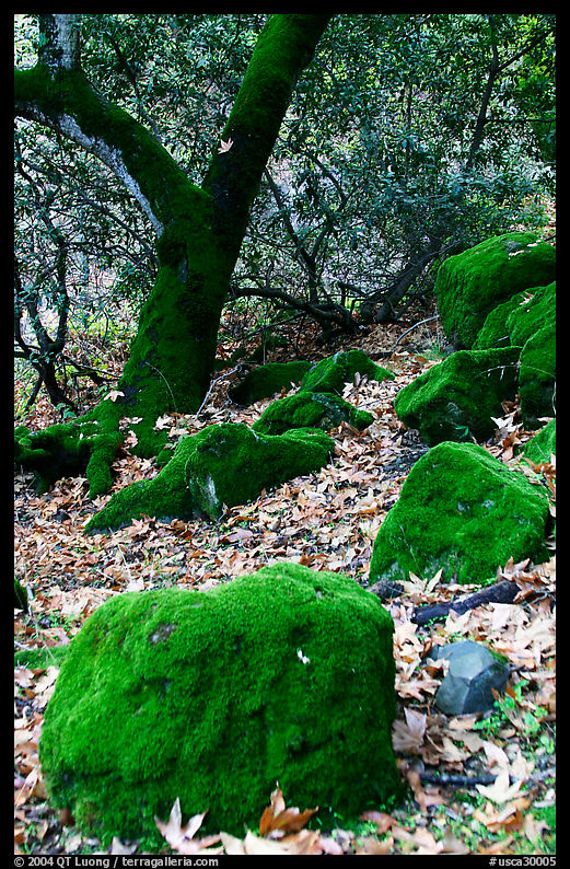 Moss-covered boulders and trees,  Alum Rock Park. San Jose, California, USA