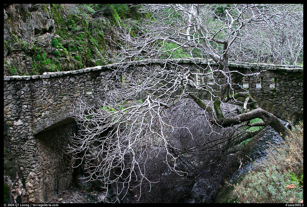 Bare tree and stone bridge,  Alum Rock Park. San Jose, California, USA