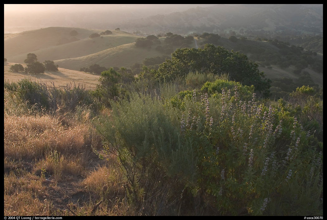 Bush and hills seen from Laguna Seca, sunrise. California, USA