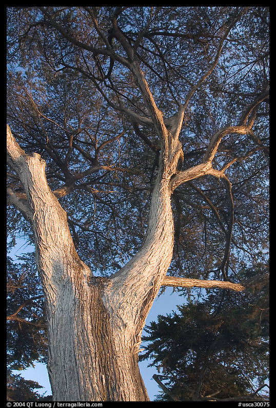 Monterey Pine at Lover's Point. Monterey, California, USA