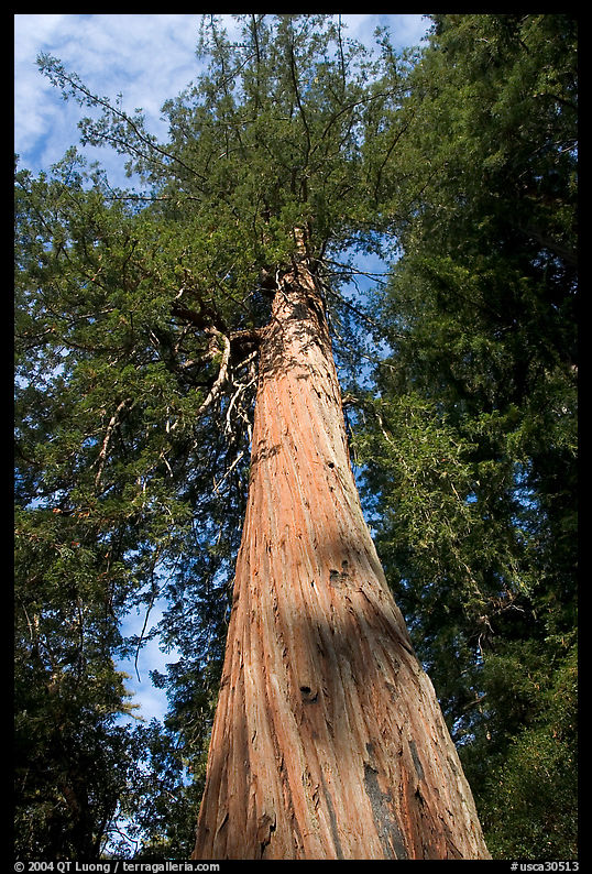 Redwood tree, looking upwards. Big Basin Redwoods State Park, SF Bay area, California, USA