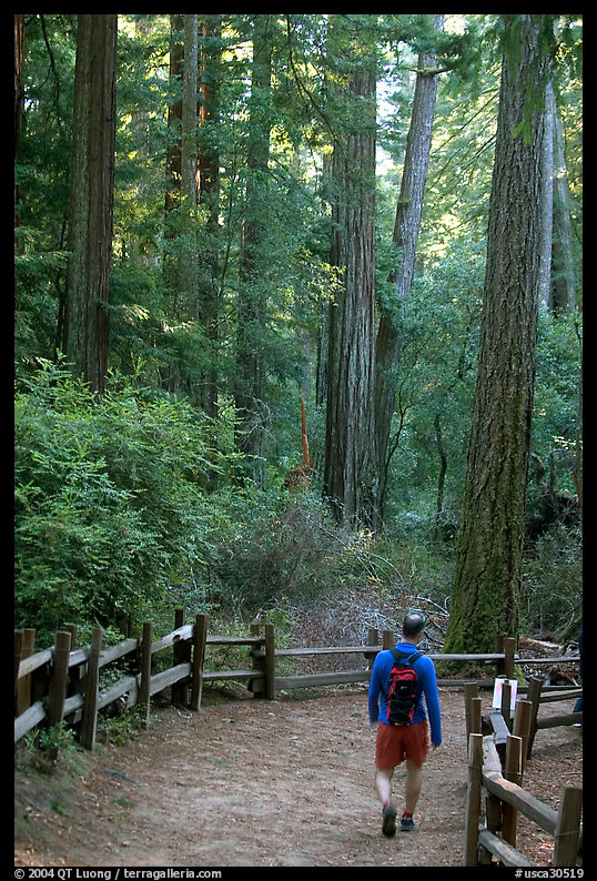 Hiker on trail. Big Basin Redwoods State Park, SF Bay area, California, USA