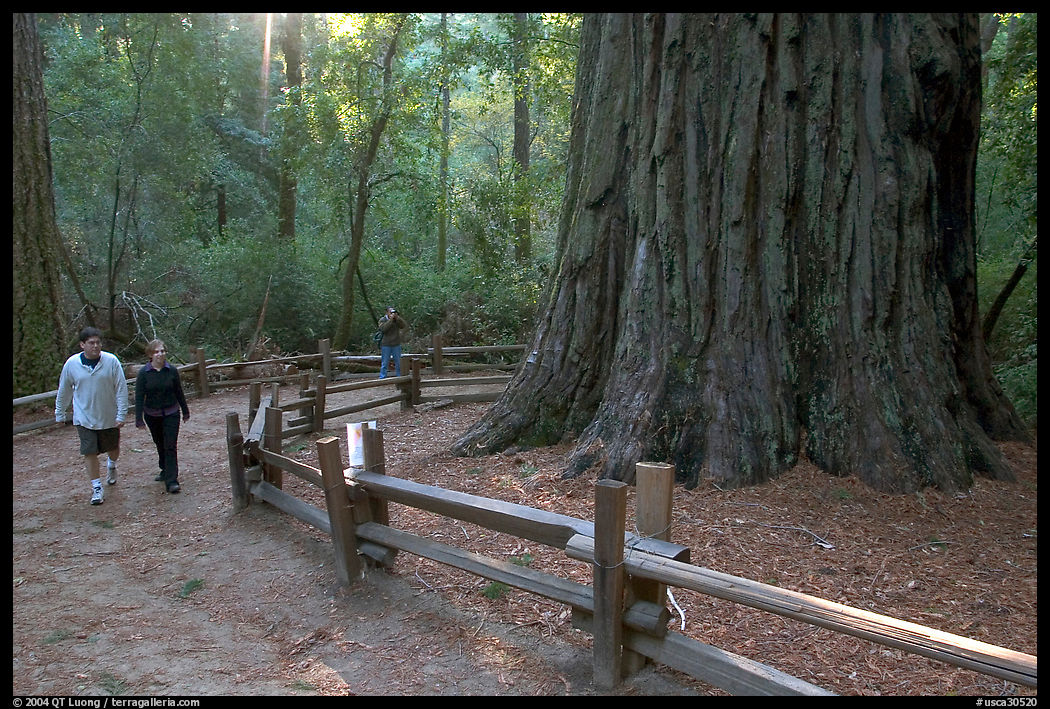 Visitors near the tree named Mother of the Forest, a 329 foot high tree. Big Basin Redwoods State Park, SF Bay area, California, USA