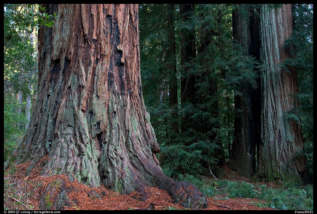 Redwood trees. Big Basin Redwoods State Park, SF Bay area, California, USA