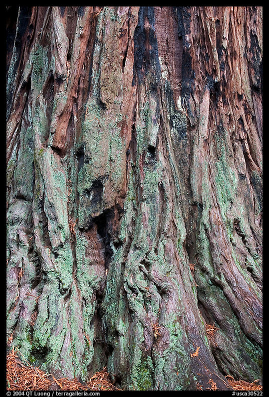 Detail of redwood tree bark. Big Basin Redwoods State Park, SF Bay area, California, USA